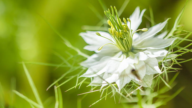 бяло цвете, Le, de, la, бяло цвете, природа, растение, цвете, близък план, лято, HD тапет