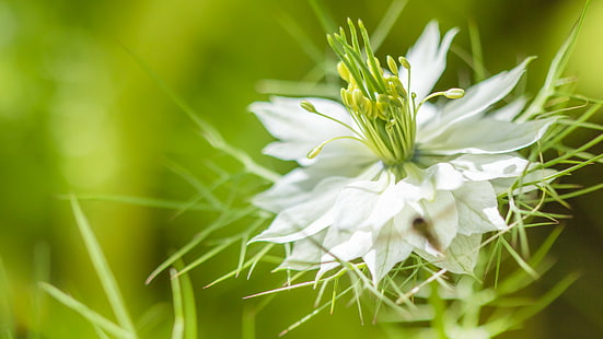 fleur blanche, Le, de, la, fleur blanche, nature, plante, fleur, gros plan, été, Fond d'écran HD HD wallpaper