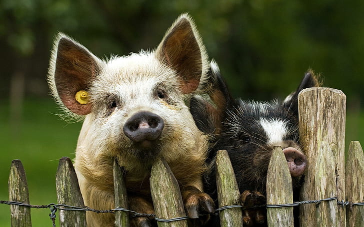 Pigs at the fence, two piglets, animals, 2560x1600, fence, HD wallpaper