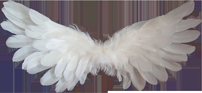 ange, ailes d'ange, angélique, plume, ciel, lumière, amour, religion, saint, esprit, spiritualité, symbole, transparent, blanc, ailes, Fond d'écran HD HD wallpaper