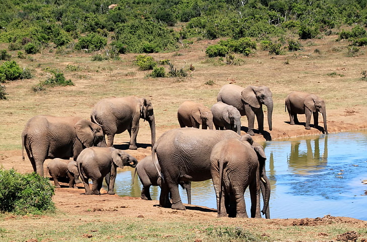 Elephant Safari HD wallpapers free download | Wallpaperbetter