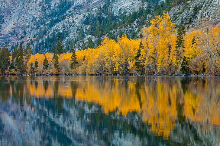 landscape photography yellow trees near mountain, silver lake, california, silver lake, california, Reflection, Silver Lake, California, landscape photography, yellow, Autumn  Fall, Fall  Lake, Leaves, Aspen, Trees, Mountain, autumn, nature, forest, landscape, scenics, lake, tree, outdoors, beauty In Nature, water, leaf, season, orange Color, HD wallpaper
