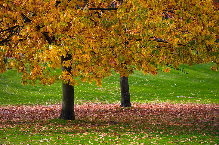 昼間の黄色の木、秋、黄色の色、木、昼間、AF、VR、NIKKOR、70-200mm、8G、チャイナタウン、葉、バンクーバー、flickr、ギャング、秋、葉、自然、黄色、季節、屋外、10月、赤、森、マルチカラー、公園-人工空間、オレンジ色、 HDデスクトップの壁紙