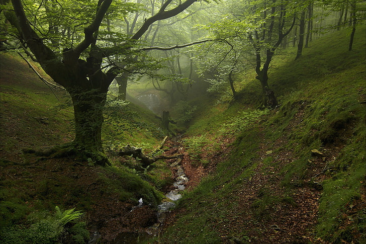 green trees, fog, forest, nature, trees, HD wallpaper