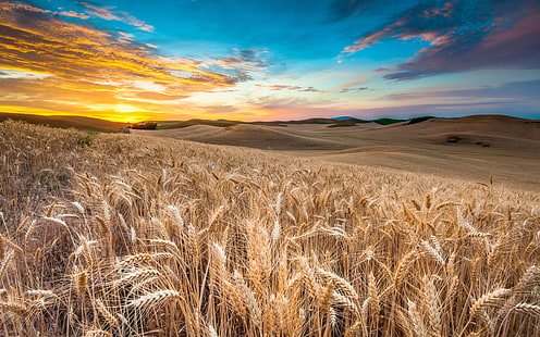 облака, поле, трава, пейзаж, природа, небо, пшеница, HD обои HD wallpaper