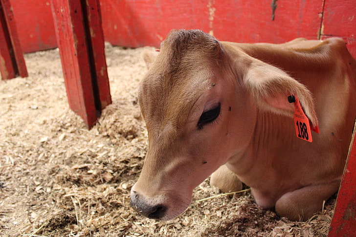 baby cow, calf, cow, farm, HD wallpaper