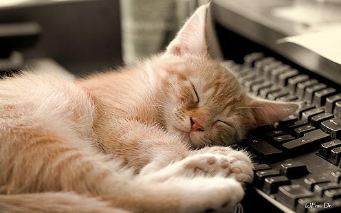 pomarańczowy pręgowany kotek, tło, sen, klawiatura, Tapety HD HD wallpaper