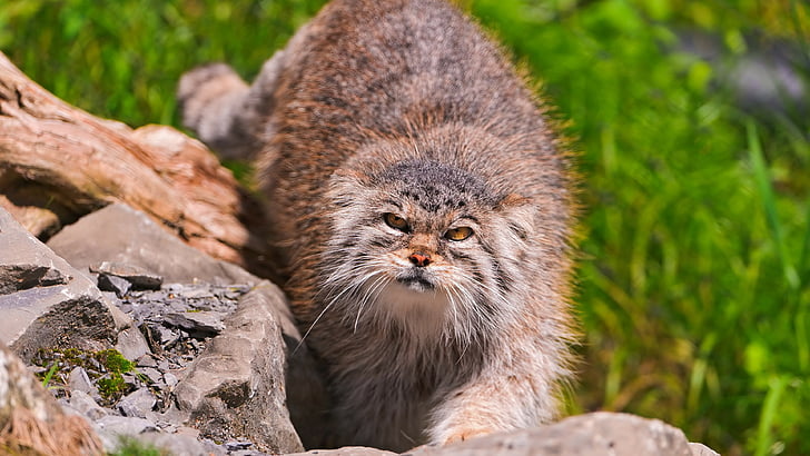 แมวขนสีน้ำตาลยืนอยู่บนก้อนหินสีเทาแมว Pallas แมวป่าเดินเล่นหญ้าสีเขียวก้อนหินขนปุยวันที่แดดออก, วอลล์เปเปอร์ HD