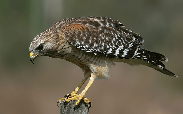 Bird close-up, hawk, sits on the stump, Bird, Hawk, Sits, Stump, HD wallpaper