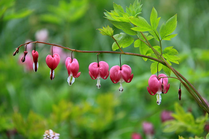 selective focus photo of Bleeding heart flowers, gooderstone, gooderstone, Gooderstone, Water Gardens, selective focus, Bleeding heart, flowers, Norfolk  East, East Anglia, England, GB, Great Britain, UK, United Kingdom, Bridges, Trees, Water, Reflections, Canon EOS 550D, Canon  550D, Digital, DSLR  Camera, Photography, Photograph, Photographer, Picture, Image, Snap  Shot, Photo, Female, flickr, Tourist, Visit, Visitor, nature, red, plant, leaf, freshness, summer, HD wallpaper