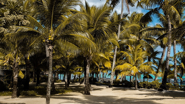 палми, тропици, плаж, Мавриций, дървета, тропически, HD тапет