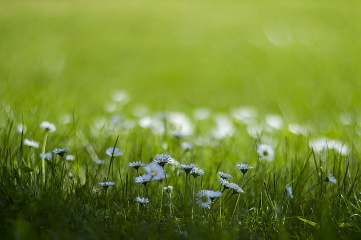 حقل الزهرة البيضاء ، البابونج ، الزهرة البيضاء ، الحقل ، Canon EOS 600D ، هيليوس ، العشب ، الطبيعة ، اللون الأخضر ، المرج ، الصيف ، الربيع ، النضارة ، في الهواء الطلق ، النبات ، المقربة، خلفية HD
