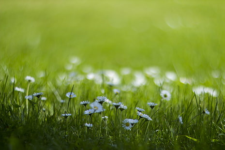 vit blomma fält, kamomill, vit blomma, fält, Canon EOS 600D, Helios, gräs, natur, grön Färg, äng, sommar, vår, friskhet, utomhus, växt, närbild, HD tapet HD wallpaper