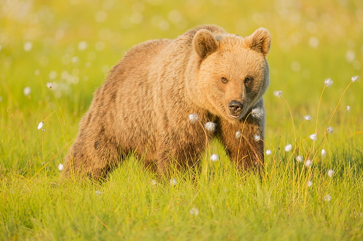 brown bear, brown bear, grass, walk, HD wallpaper