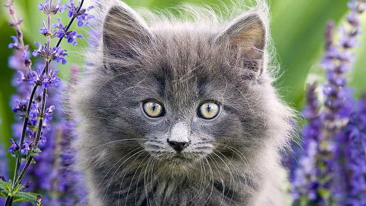 short-haired gray cat, kittens, grass, fluffy, look, muzzle, HD wallpaper