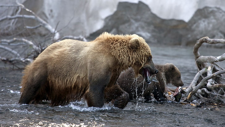 beruang ikan yang ditangkap, Wallpaper HD
