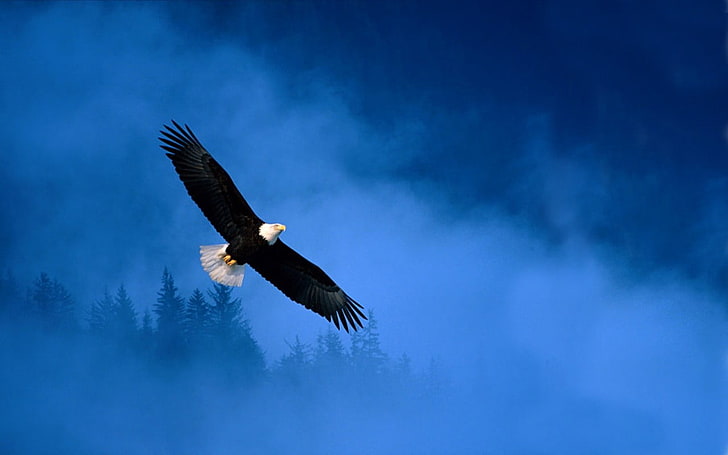 pingente de penas preto e branco, águia americana, ícone, HD papel de parede