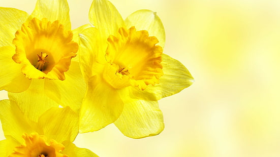 Narzissen, Blumen, gelbe Blumen, HD-Hintergrundbild HD wallpaper