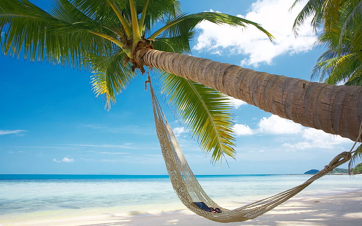 albero di cocco marrone, sabbia, mare, spiaggia, estate, sole, Palma, calore, ferie, occhiali, amaca, libro, Sfondo HD