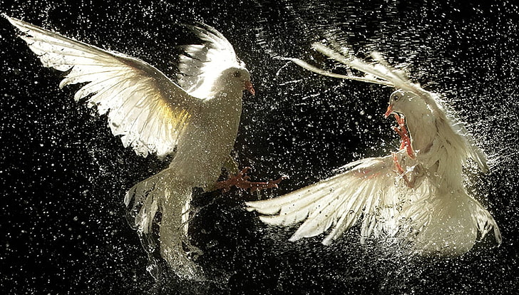 นกพิราบนกน้ำสัตว์, วอลล์เปเปอร์ HD