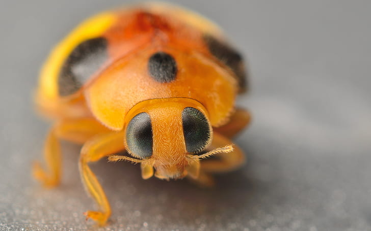 Yellow Ladybug, micro photography of orange and black bug, ladybug, macro, HD wallpaper