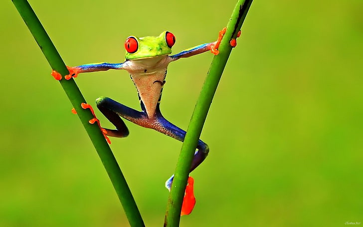 Poison Dart Frogs, rana verde e blu, animali, rana, Sfondo HD