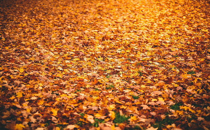 Fallen Leaves, Seasons, Autumn, Orange, Yellow, Green, Falling, Leaves, Perfect, Tree, Fall, Branches, Ground, montreal, theme, automn, HD wallpaper