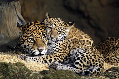Katter, Jaguar, Baby Animal, Big Cat, Cub, Wildlife, rovdjur (djur), HD tapet HD wallpaper