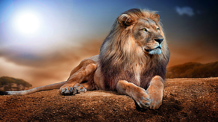 König, Löwe, große Katze, wild lebende Tiere, wilde Katze, HD-Hintergrundbild