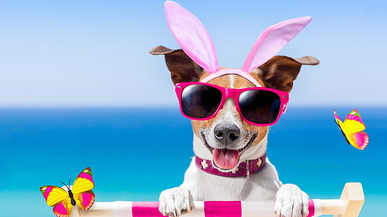 jack russell terrier, cane, cane di razza, jack russell, divertente, coniglietto di pasqua, occhiali da sole, pasqua, Sfondo HD HD wallpaper