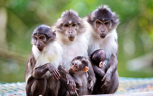 Animals family, monkey, mother, baby, Animals, Family, Monkey, Mother, Baby, HD wallpaper HD wallpaper