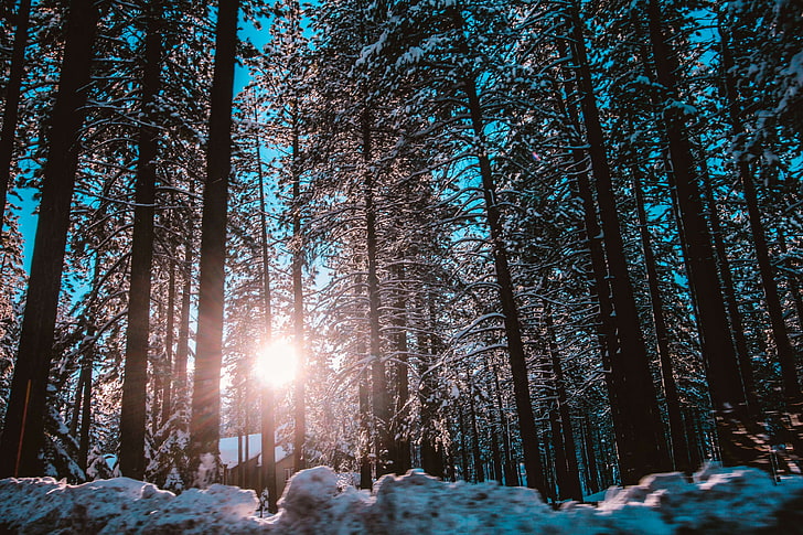 branch, bright, cold, daylight, forest, frost, frosty, ice, landscape, light, low angle shot, nature, outdoors, ray of sunshine, road, scenic, season, snow, snowy, sun, trees, weather, winter, woods, HD wallpaper