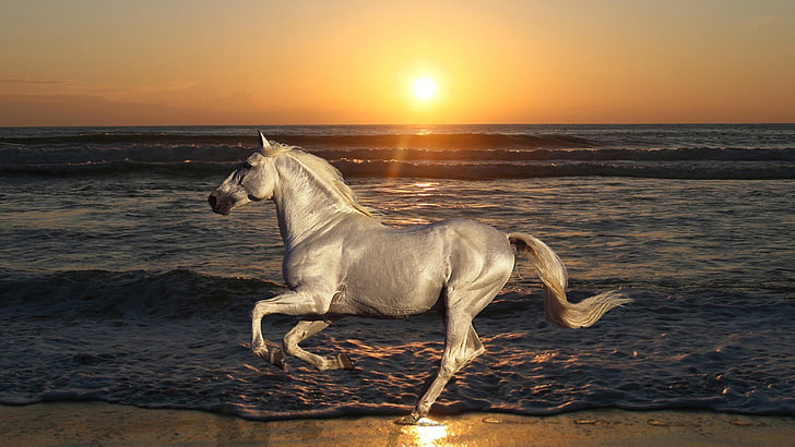 White Horse Galloping Beach Sea Waves Sunset Desktop Wallpaper Hd, HD wallpaper