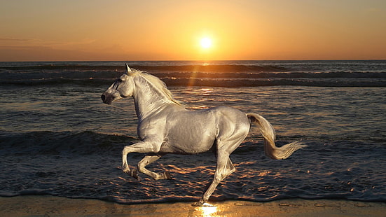 Beyaz At Dörtnala Plaj Deniz Dalgaları Günbatımı Masaüstü Duvar Kağıdı Hd, HD masaüstü duvar kağıdı HD wallpaper