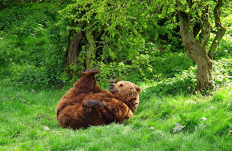 Grizzlybär, Bär, verspielt, Gras, Lüge, HD-Hintergrundbild HD wallpaper