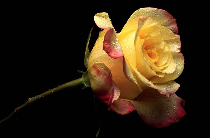 *** Yellow Rose ***, natura, roza, kwiaty, zolta, natur och landskap, HD tapet