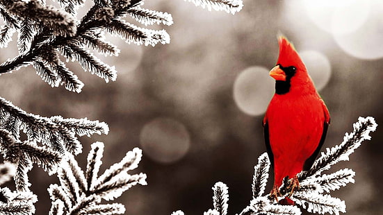 Nordlig kardinal, kardinaler, fåglar, frost, löv, HD tapet HD wallpaper
