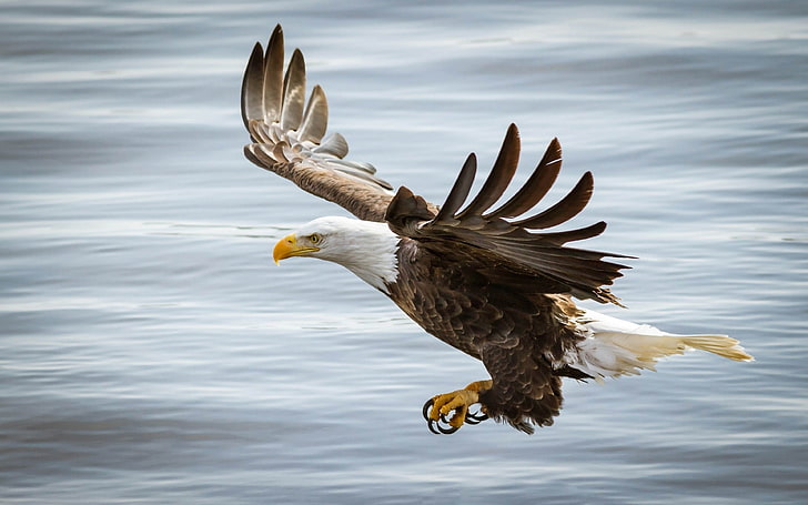 HD тапет Eagle Bird Predator Wings Полет 3840 × 2400, HD тапет