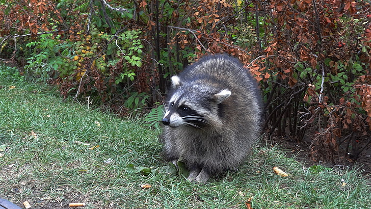 gray raccoon, raccoon, forest, grass, walk, HD wallpaper