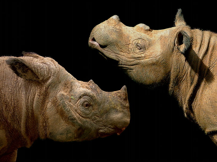 وحيد القرن الأفريقي سومطرة حيوانات وحيد القرن أخرى عالية الدقة الفن ، أفريقيا ، وحيد القرن ، مذهلة ، الحياة البرية، خلفية HD