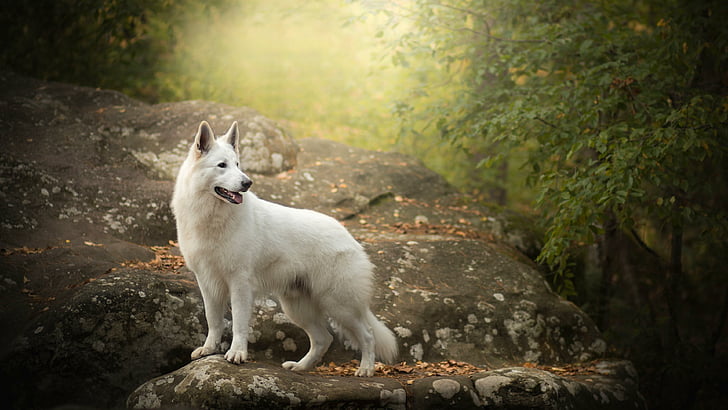 dog breed, rock, white swiss shepherd, forest, wildlife, tree, snowy shepherd, dog, berger blanc suisse, white dog, white shepherd, animal, look back, shepherd dog, swiss, HD wallpaper
