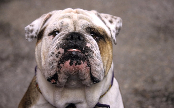 adult tan and white English bulldog, dog, bulldog, muzzle, white, old, HD wallpaper