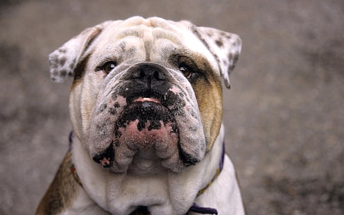 adulto bronzeado e branco bulldog inglês, cão, bulldog, focinho, branco, velho, HD papel de parede HD wallpaper