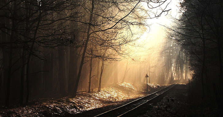 gri tren demiryolu, manzara, demiryolu, orman, sis, güneş ışığı, HD masaüstü duvar kağıdı