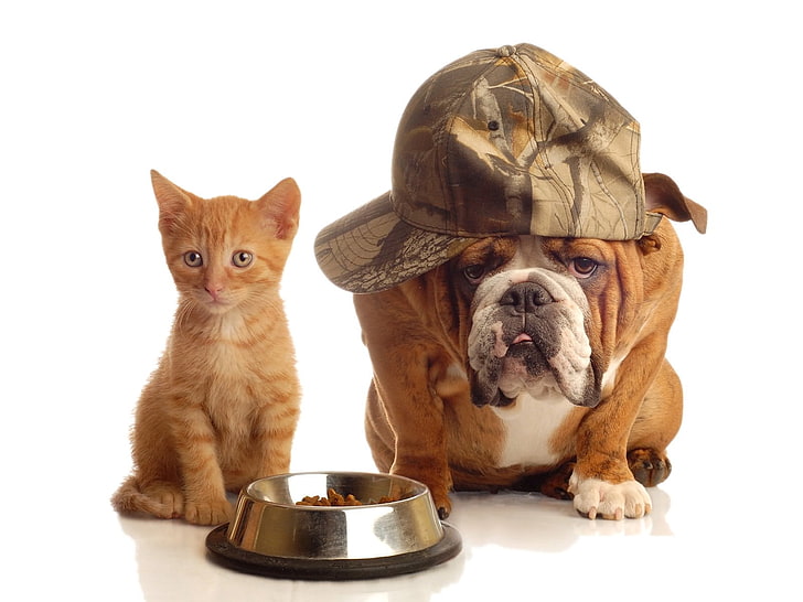 adult tan and white English bulldog and orange tabby kitten, bulldog, dog, kitten, bowl, cap, HD wallpaper