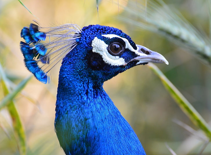 Beauty, blue peacock, Animals, Birds, Bird, close-up, Peacock, blue peacock,  HD wallpaper | Wallpaperbetter