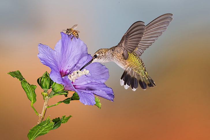 abelha, pássaro, flor, beija-flor, HD papel de parede