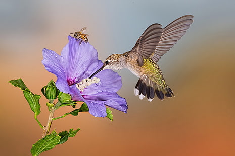 пчела, птица, цветок, колибри, HD обои HD wallpaper