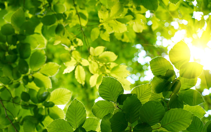 naturaleza, hojas, verano, Fondo de pantalla HD