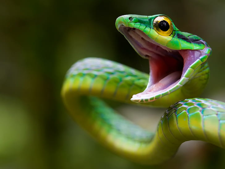 Serangan Green Snake, Green Snake, Kosta Rika, serangan ular, margasatwa, Wallpaper HD